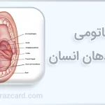 آناتومی حفره دهان